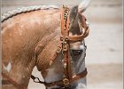 Pferd International 133